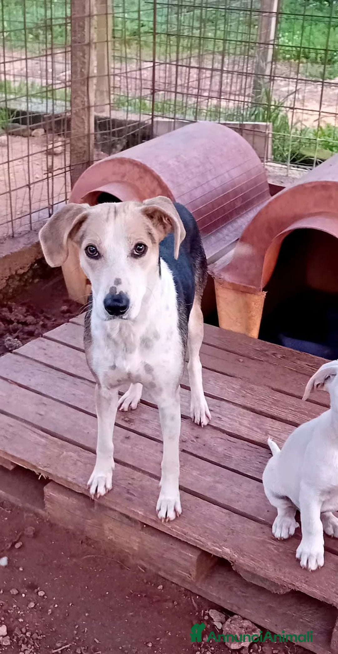 Altre razze cani in regalo: egle  - Annuncio 5