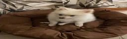 Spitz cani in vendita: Cucciolo di Spitz taglia nana - Annuncio 3