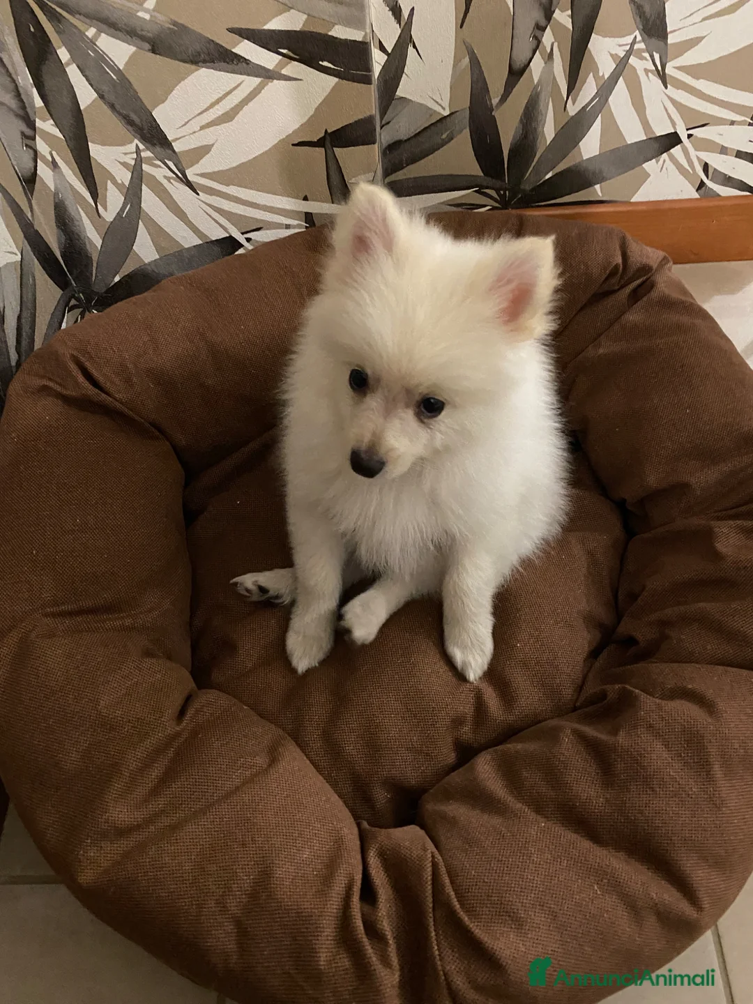 Spitz cani in vendita: Cucciolo di Spitz taglia nana - Annuncio 3