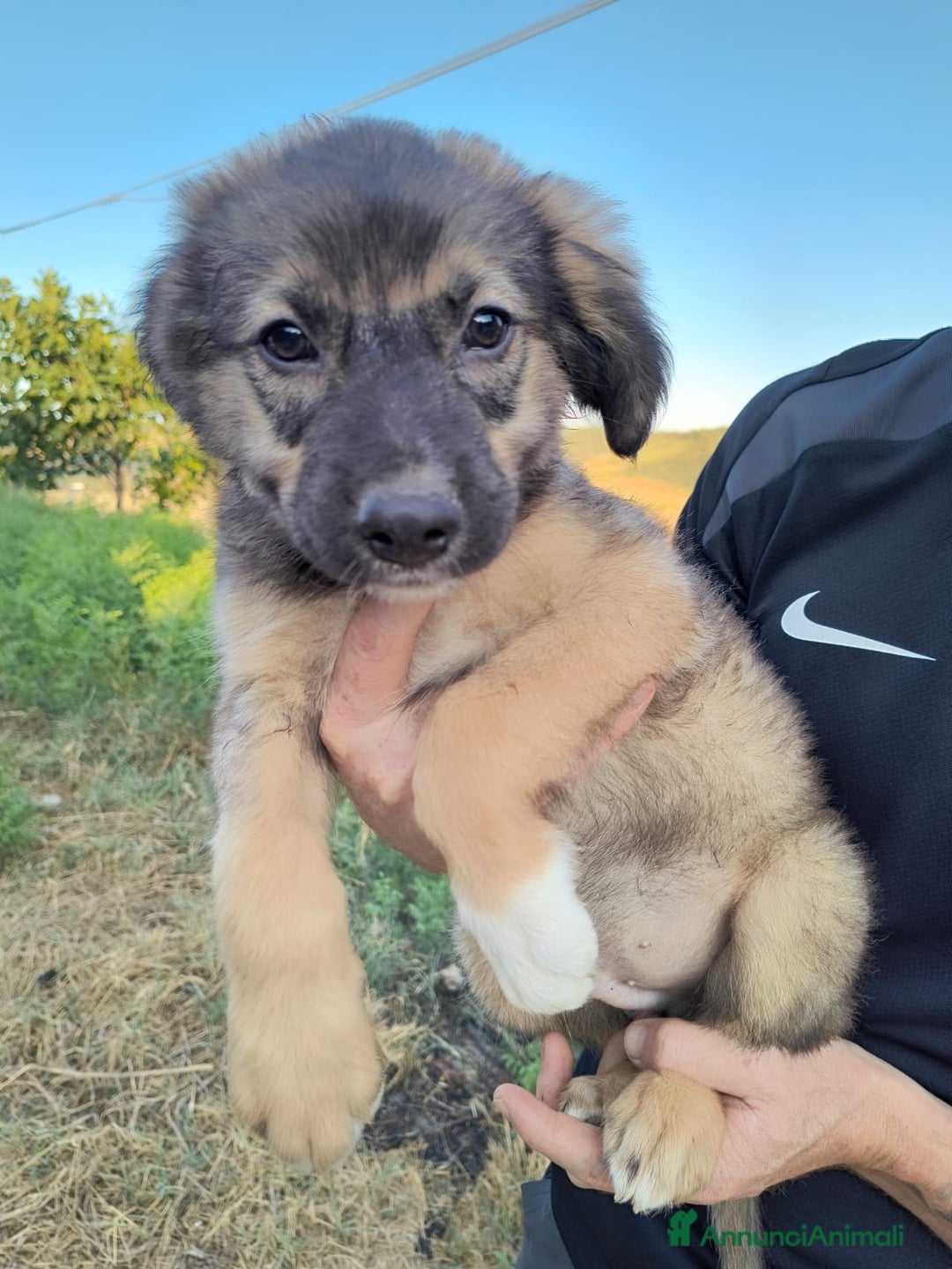 Altre razze cani in regalo: Cuccioli di 3 mesi cercano adozione urgente  a Provincia di Parma - Immagine 22