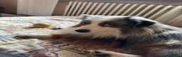 Miniature American Shepherd cani per accoppiamento: Cercasi femmina per accoppiamento  - Annuncio 6