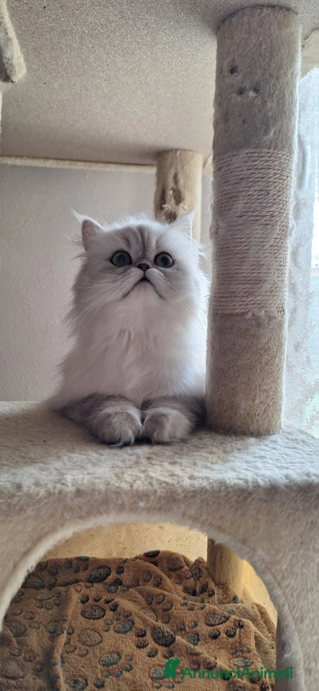 Persiano gatti in vendita: Vendo cuccioli  gatto Persiano Chinchilla Silver  - Annuncio 2