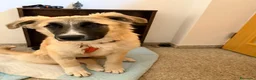Meticcio cani in regalo: Albicocca: 7 mesi adozione del cuore  - Annuncio 15