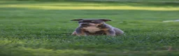 Pitbull cani in vendita: Pit Bull con pedigree, paghi anche a rate  - Annuncio 31