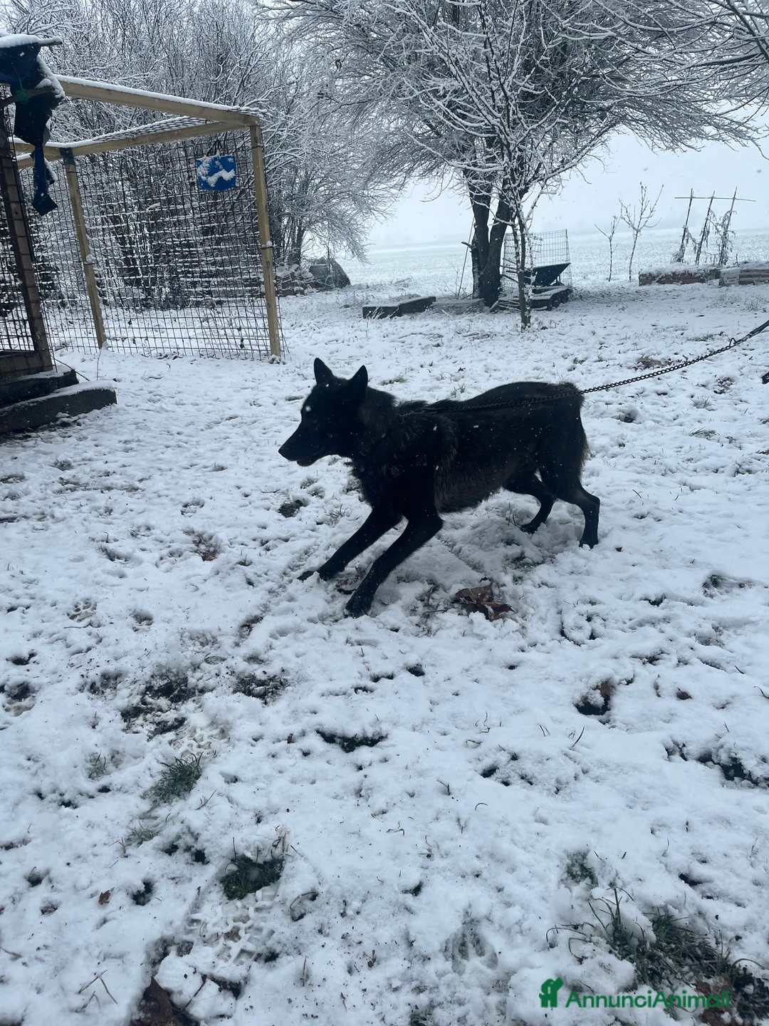 Lupo Cecoslovacco cani in vendita: Splendida cucciola  - Annuncio 4