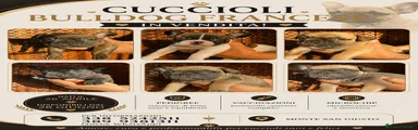 Bulldog Francese Cucciolo 2