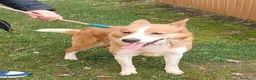 Meticcio cani in regalo: CANNELLA bella e brava! a Provincia di Lucca - Annuncio 3