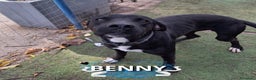 Meticcio cani in regalo: BENNY 💙 - perché nessuno chiama per me? 😢🥺 - Annuncio 1