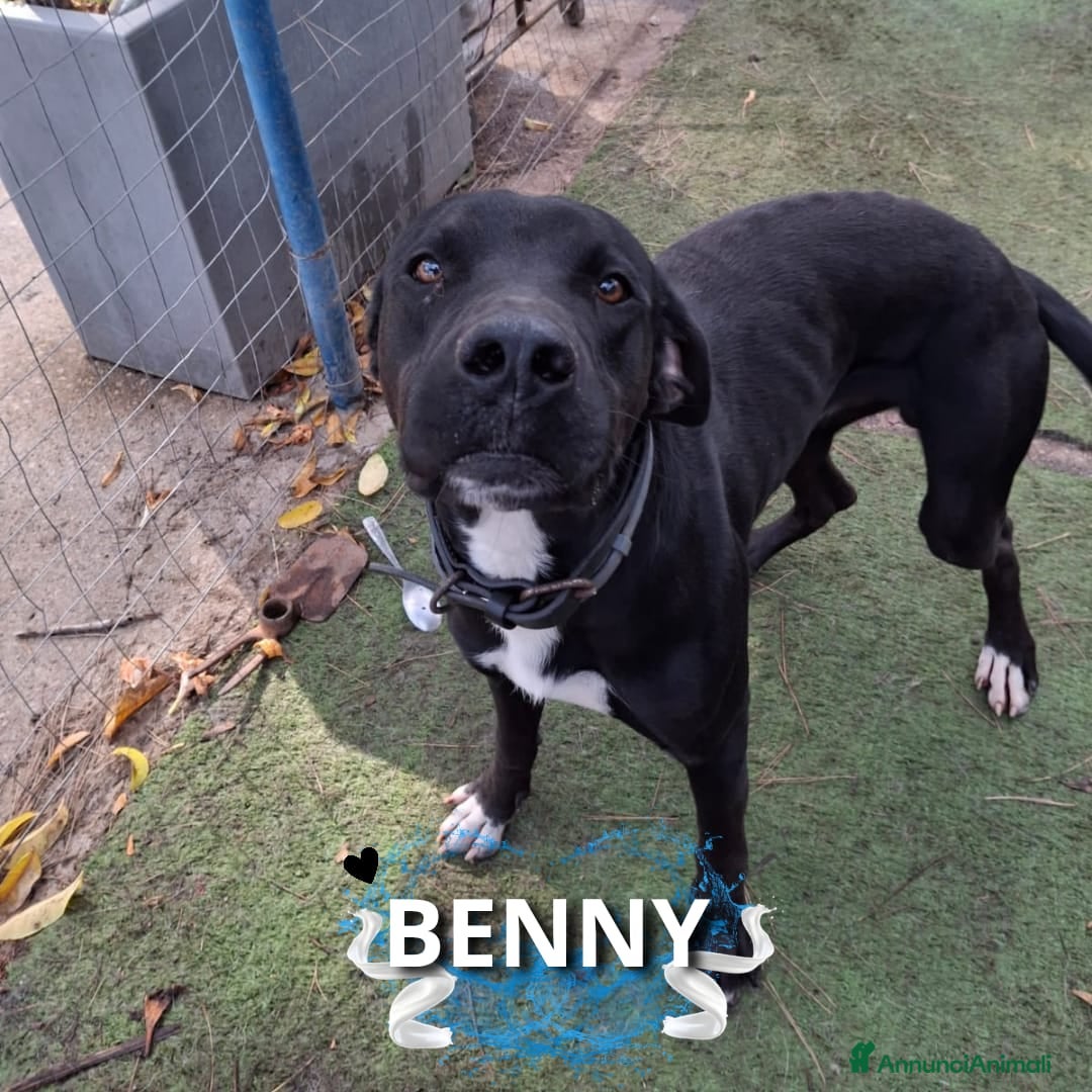 Meticcio cani in regalo: BENNY 💙 - perché nessuno chiama per me? 😢🥺 - Annuncio 1