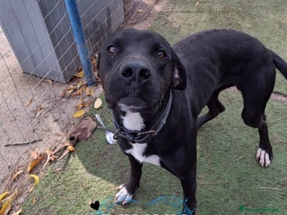 Meticcio cani BENNY 💙 - perché nessuno chiama per me? 😢🥺 - Annuncio 42