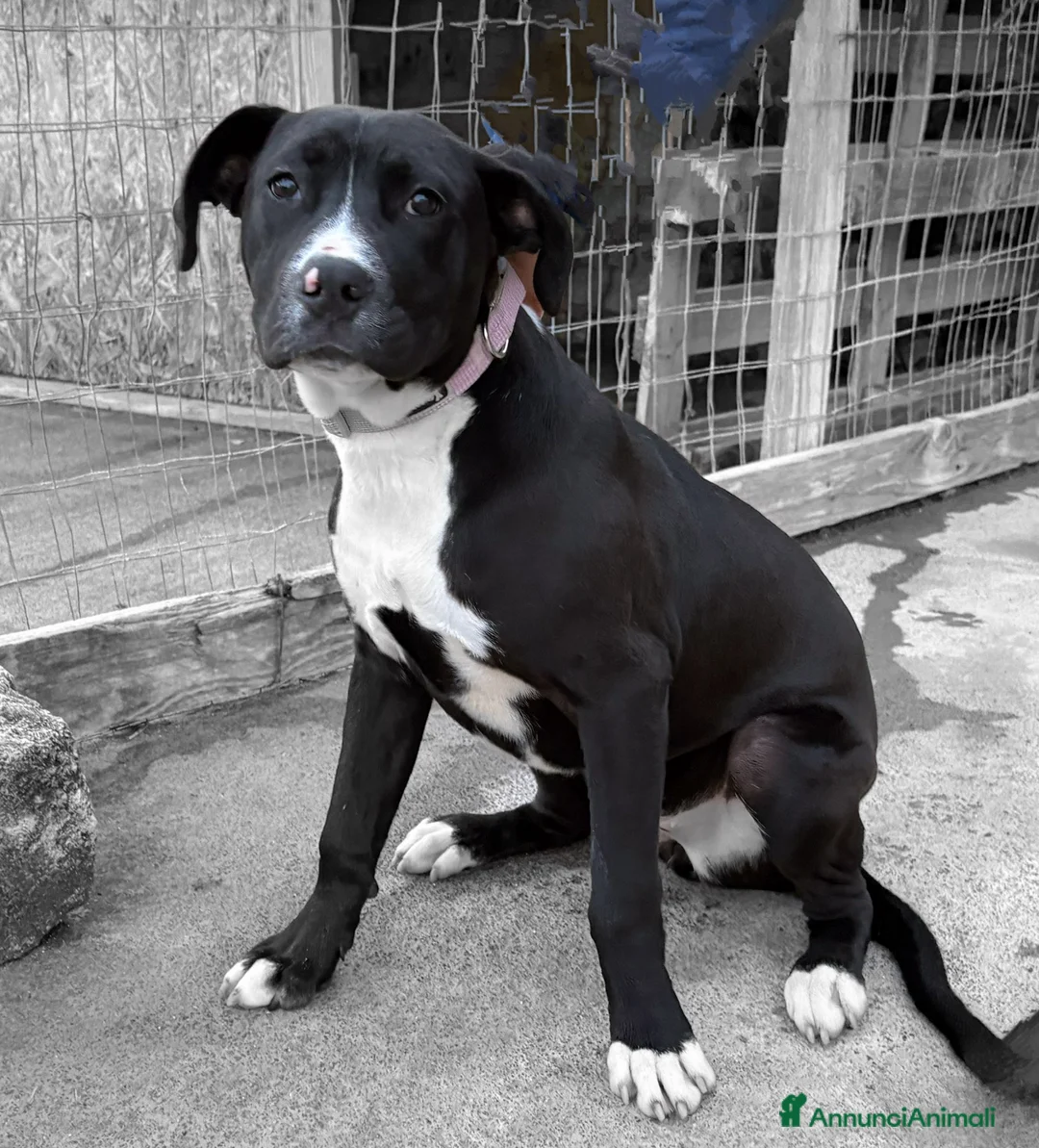 Meticcio cani in regalo: MirtillaCercaCasa a Libero consorzio comunale di Siracusa - Annuncio 7