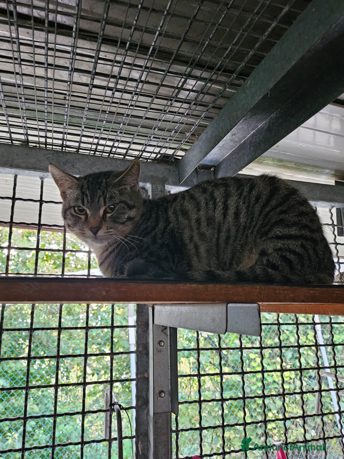 Altre razze gatti CERCA CASA 🏡  - Annuncio 4