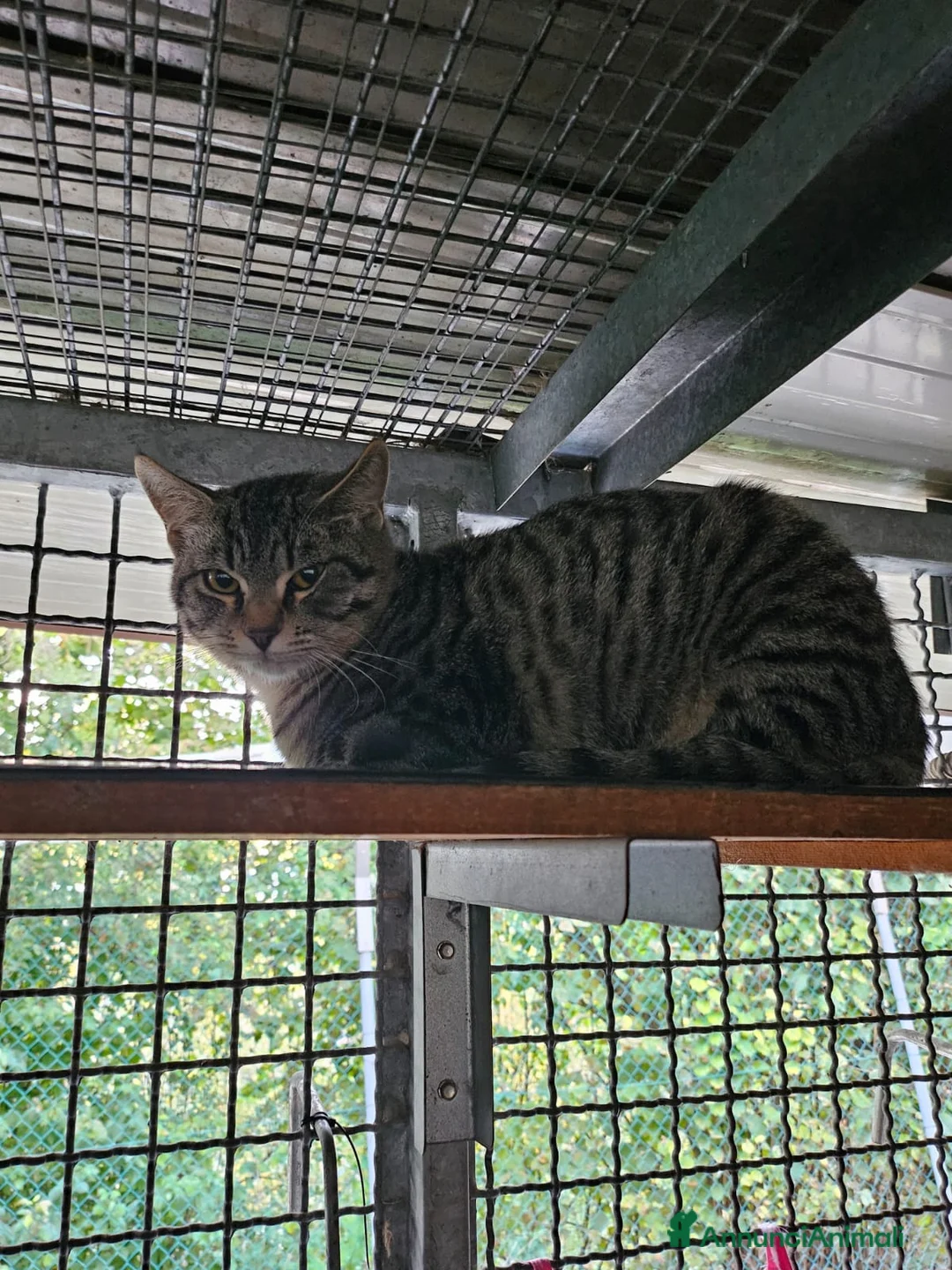 Altre razze gatti in regalo: CERCA CASA 🏡  - Annuncio 1