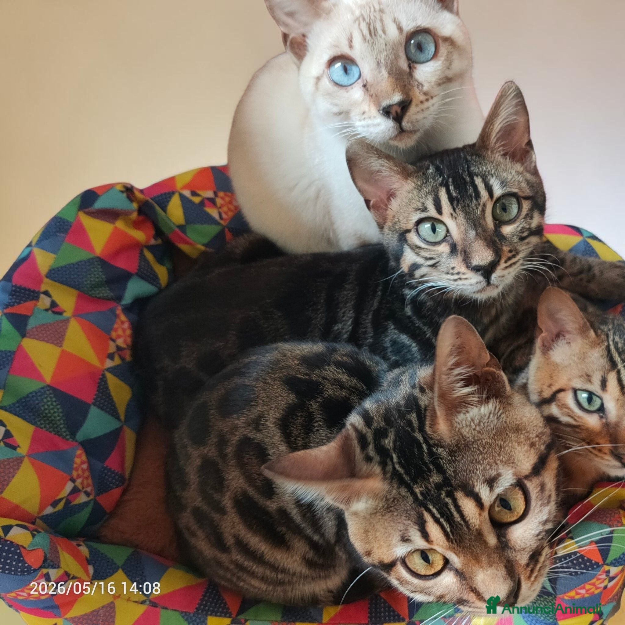 Bengala gatti Gatti del Bengala  - Annuncio 28