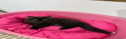 Persiano gatti in vendita: Cuccioli Persiani  - Annuncio 9
