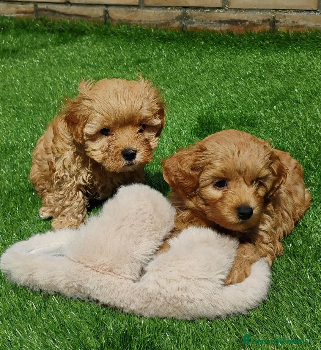 Meticcio cani in vendita: Cucciolata di 4 maschietti di Maltipoo - Annuncio 17
