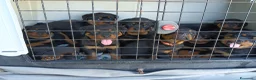 Rottweiler cani in vendita: Cuccioli di rottweiler  - Annuncio 5