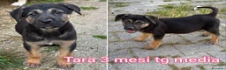 Meticcio cani in regalo: CUCCIOLI IN CERCA D'AMORE  a Provincia di Prato - Annuncio 8