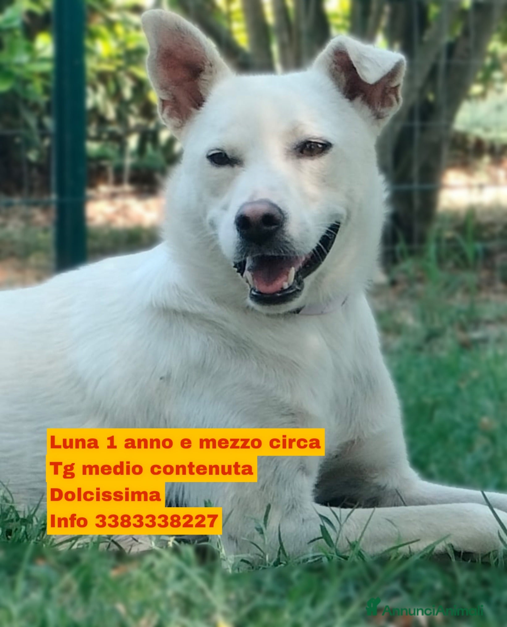 Meticcio cani Luna dolcissima cucciolona di tg medio contenuta  - Annuncio 1