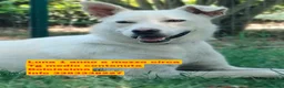 Meticcio cani in regalo: Luna dolcissima cucciolona di tg medio contenuta  - Annuncio 1