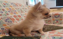 Chihuahua cani in vendita: Chihuahua maschio a pelo lungo con Pedegree Enci  - Annuncio 5