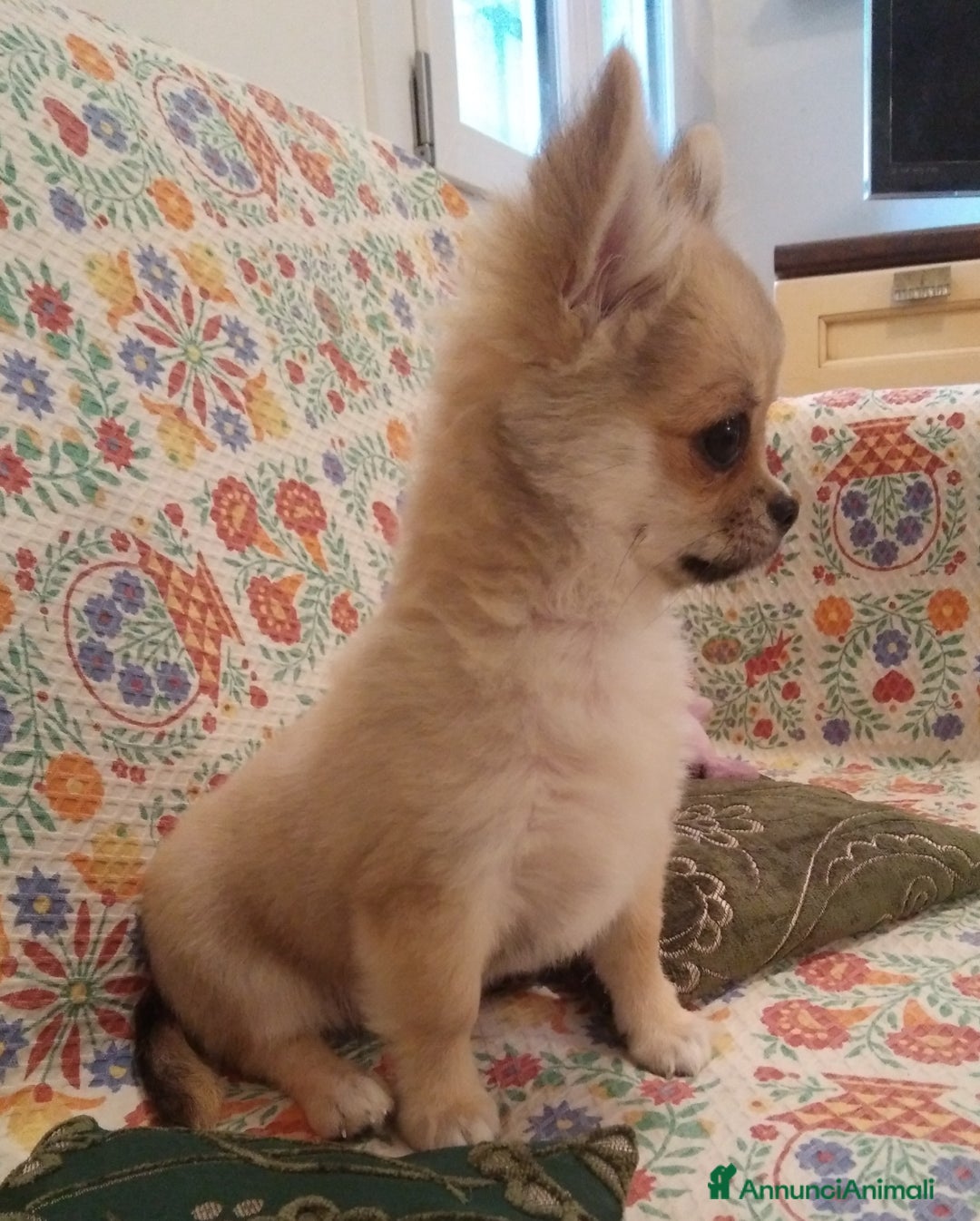 Chihuahua cani in vendita: Chihuahua maschio a pelo lungo con Pedegree Enci  - Annuncio 5