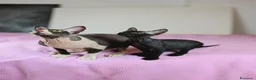 Sphynx gatti in vendita: Femmina don sphynx  - Annuncio 5