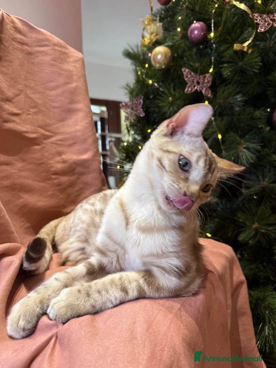 Bengala gatti in vendita: Gattino bengala snow mink  - Annuncio 3