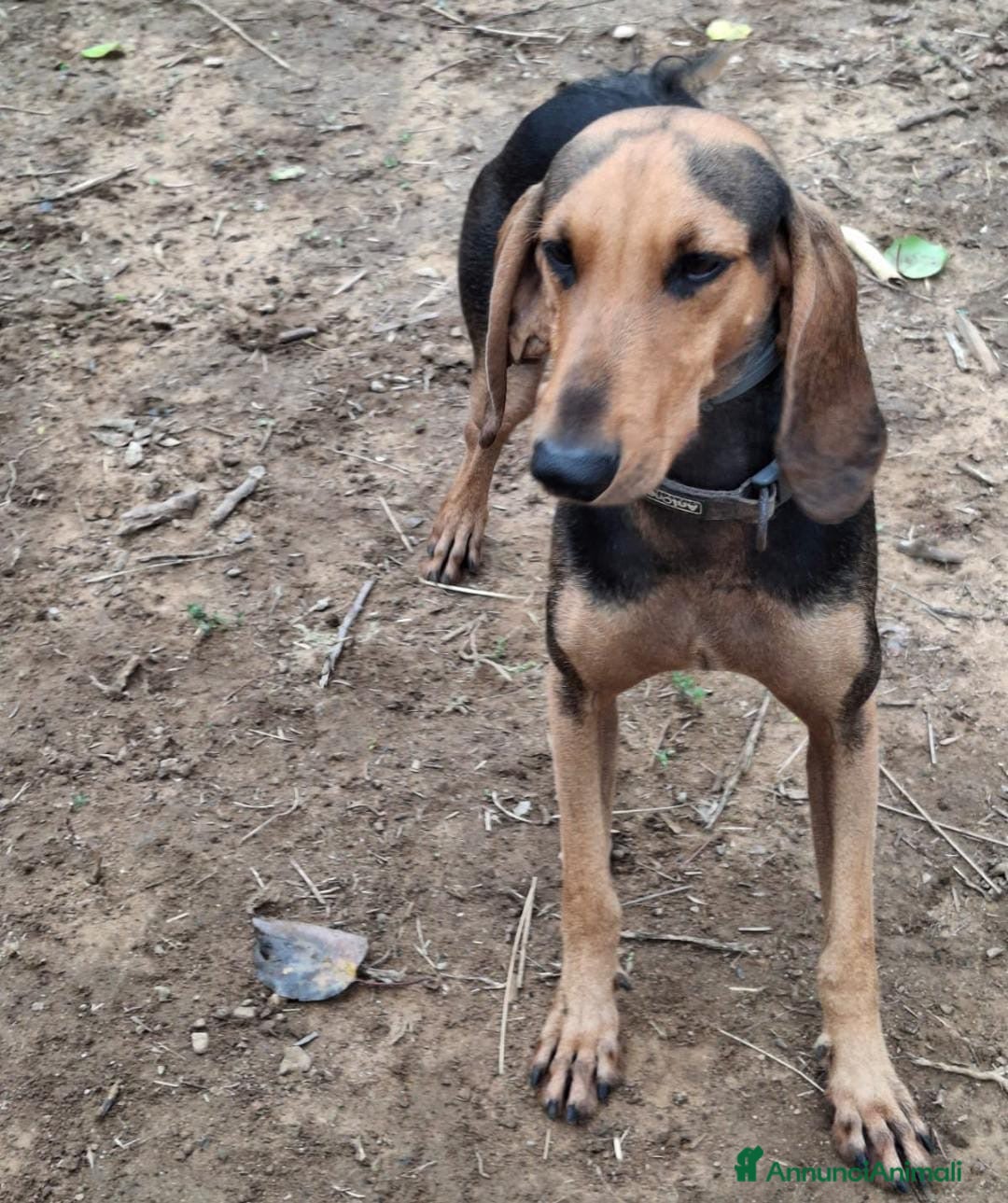 Segugio cani in regalo: BOBO 💙 - dolcissimo segugio, ama le coccole 🤗  - Annuncio 3