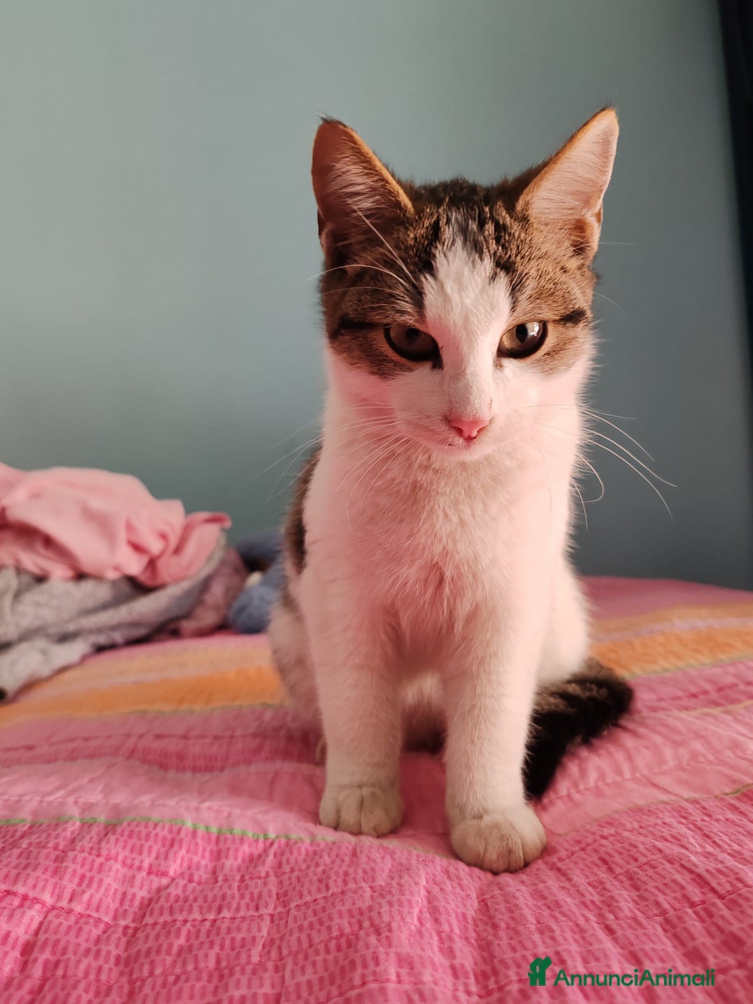 Europeo gatti in regalo: PICCOLO CECE  - Annuncio 4