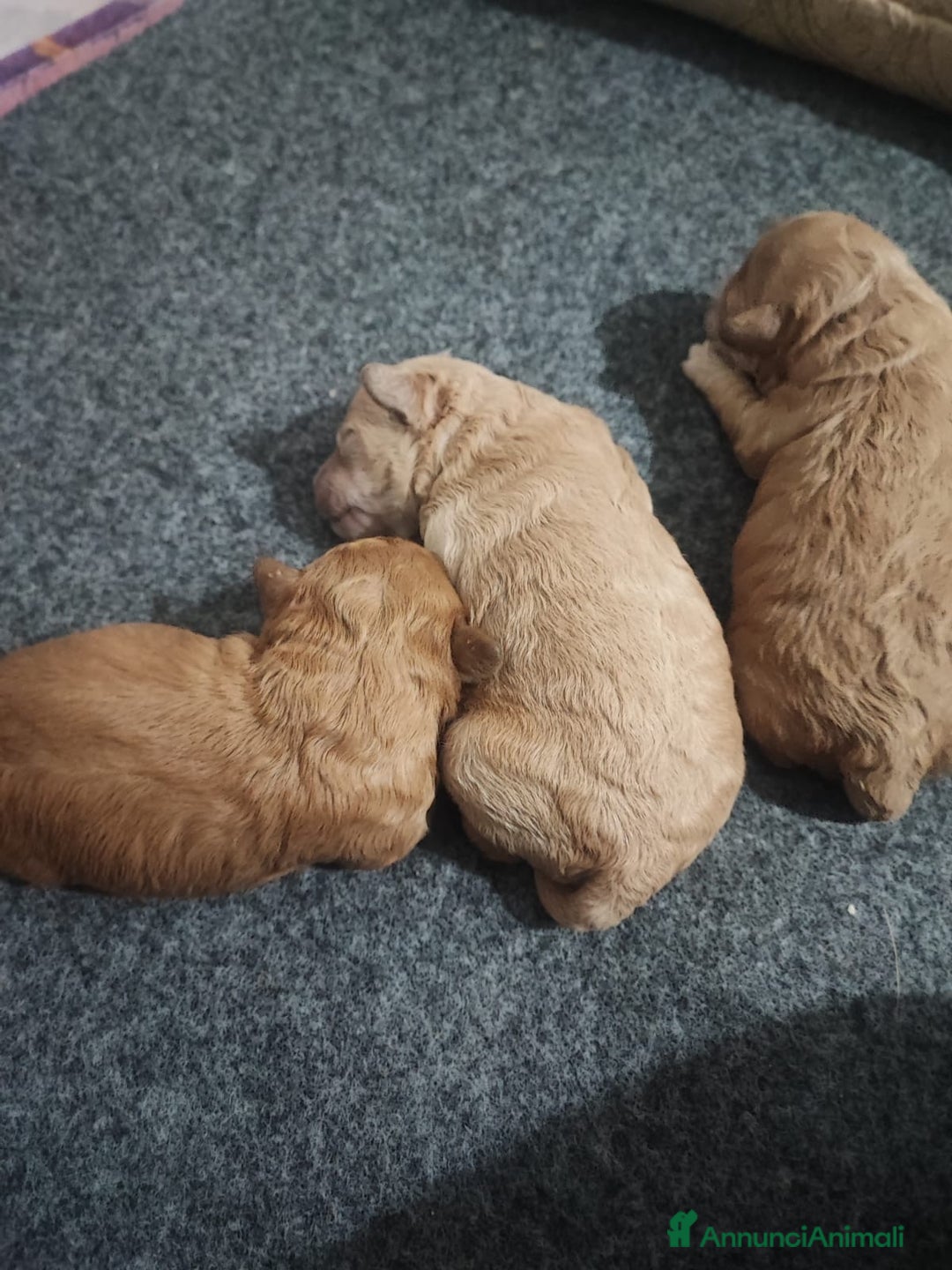 Barboncino cani in vendita: Cuccioli di barboncino - Annuncio 3