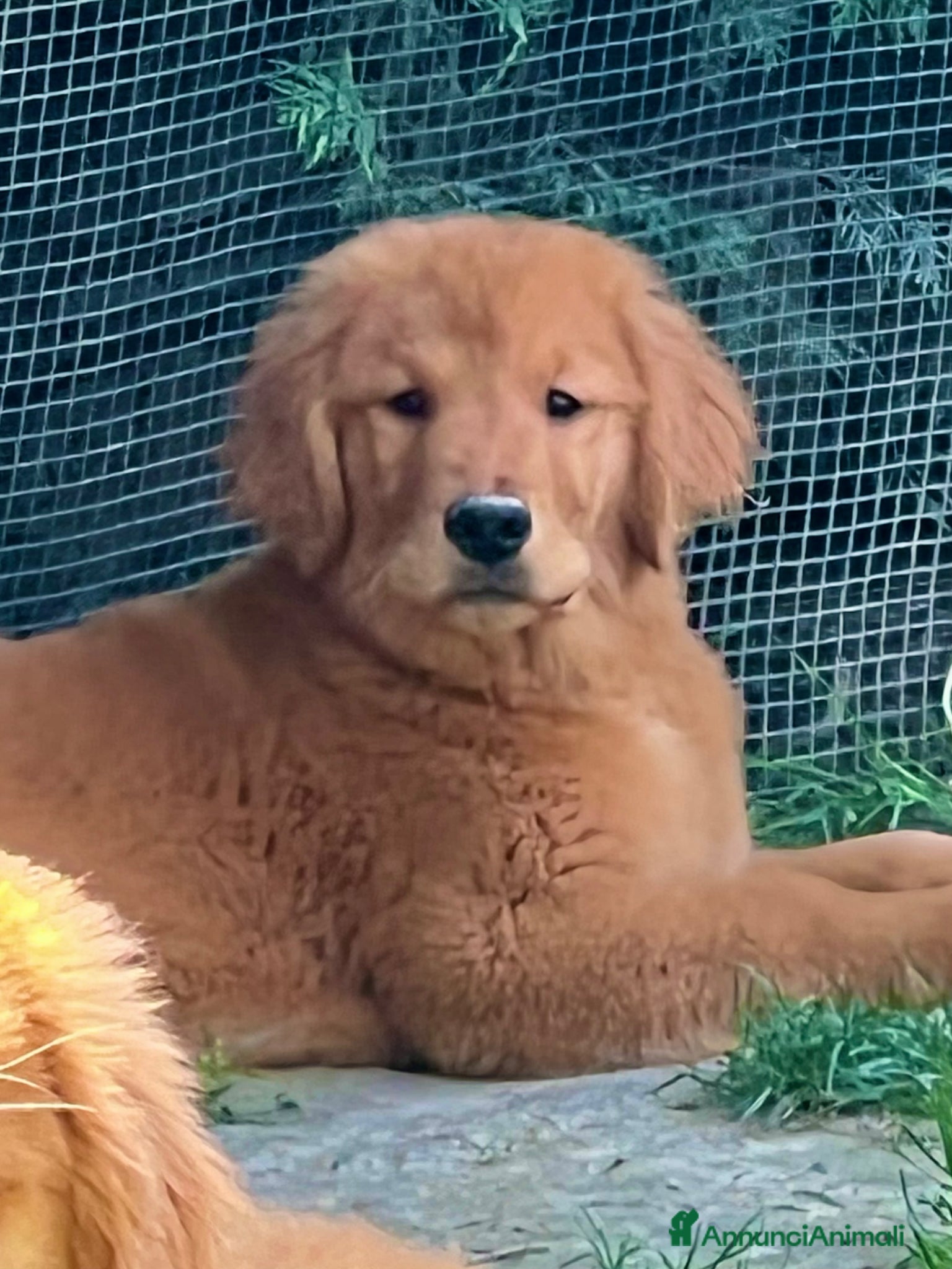 Golden Retriever cani Cucciole Golden Retriever Linea Americana  - Annuncio 3