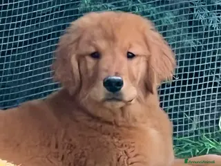 Golden Retriever cani Cucciole Golden Retriever Linea Americana - Annuncio 3