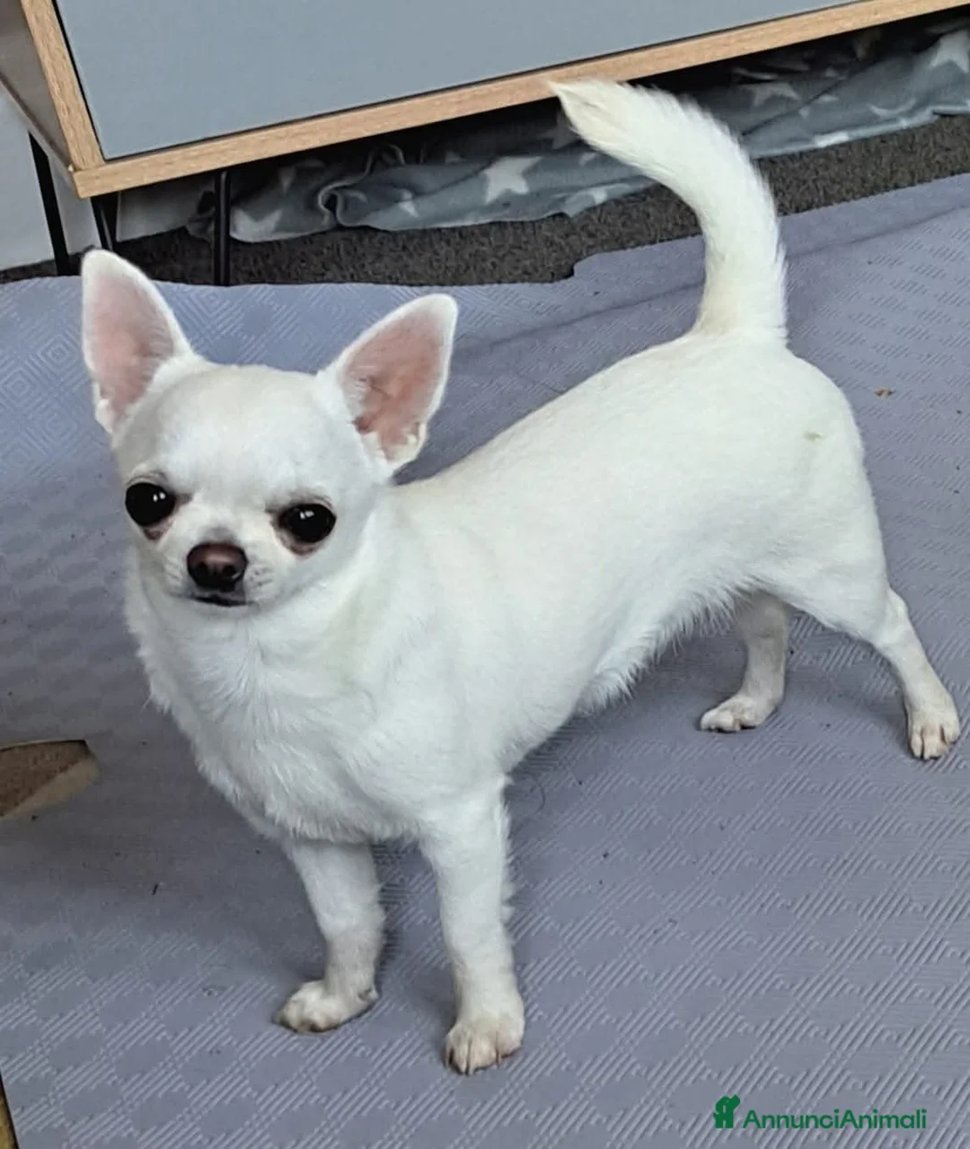 Chihuahua cani in vendita: Super chihuahua pedigree enci  - Annuncio 3