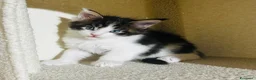 Maine Coon gatti in vendita: Maine coon con pedigree  - Annuncio 11