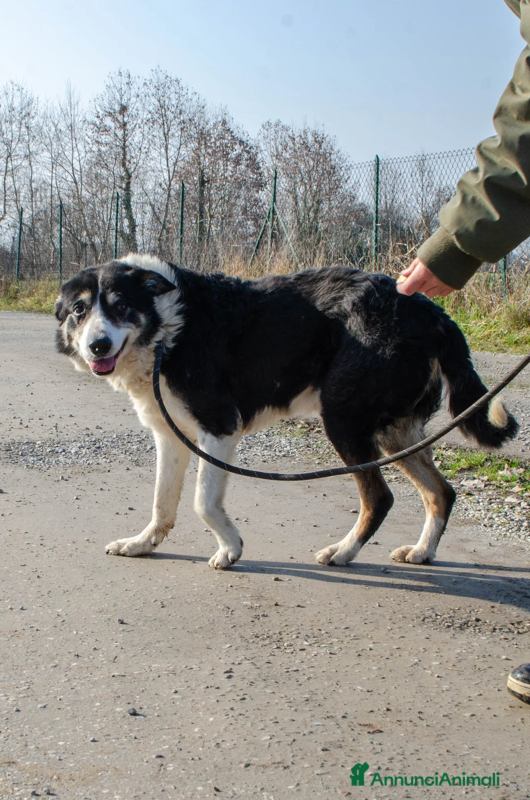 Altre razze cani in regalo: rocky adozione del cuore - Annuncio 5