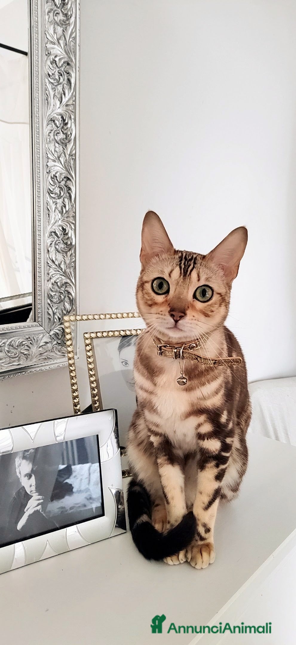 Bengala gatti Gattina bellissima di nome Flor  - Annuncio 10