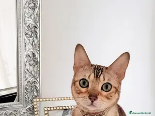 Bengala gatti Gattina bellissima di nome Flor - Annuncio 10