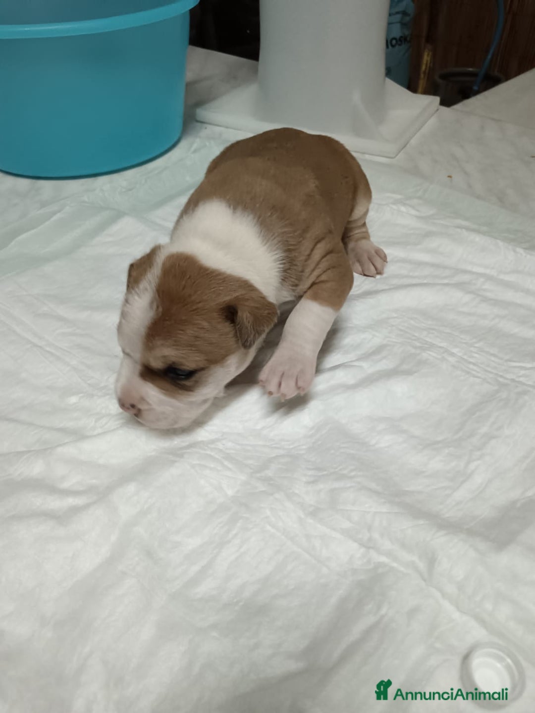 American Staffordshire cani in vendita: America Staffordshire terrier - Annuncio 8