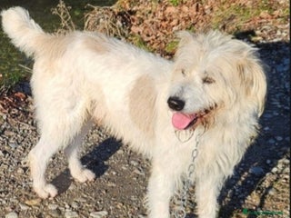 Meticcio cani Simil Spinone entrato in canile 2anni fa.NOVARA a Città metropolitana di Milano - Annuncio 23