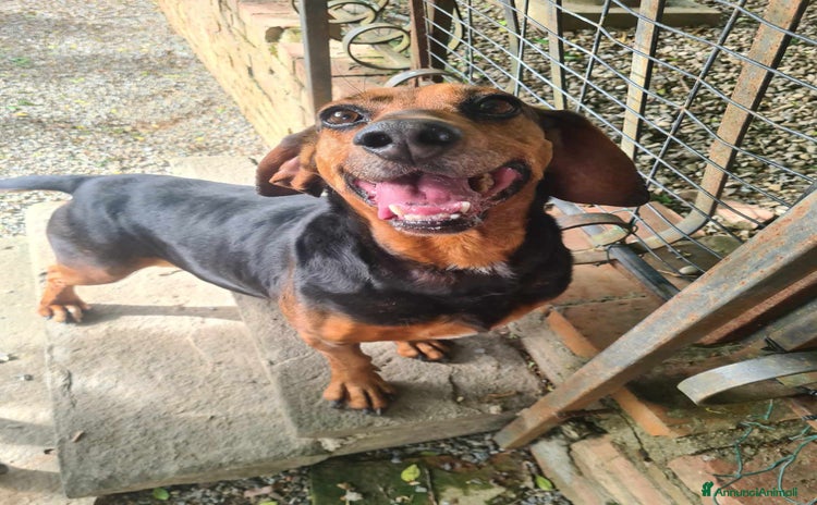 Segugio cani a Città Metropolitana di Firenze - Annuncio 14