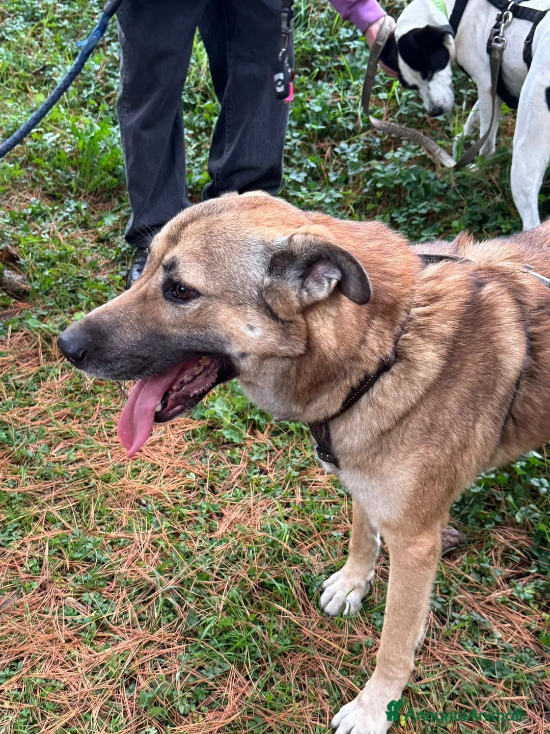 Meticcio cani in regalo: Splendido meticcio - Whisky - Annuncio 10