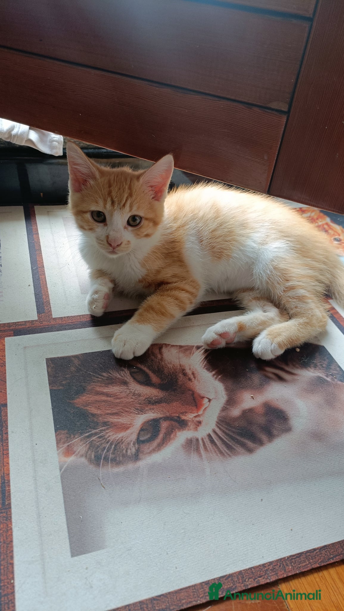 Meticcio gatti Sara e i suoi cuccioli  - Annuncio 29