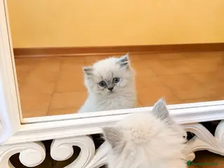British gatti Cuccioli British Longhair - Annuncio 2
