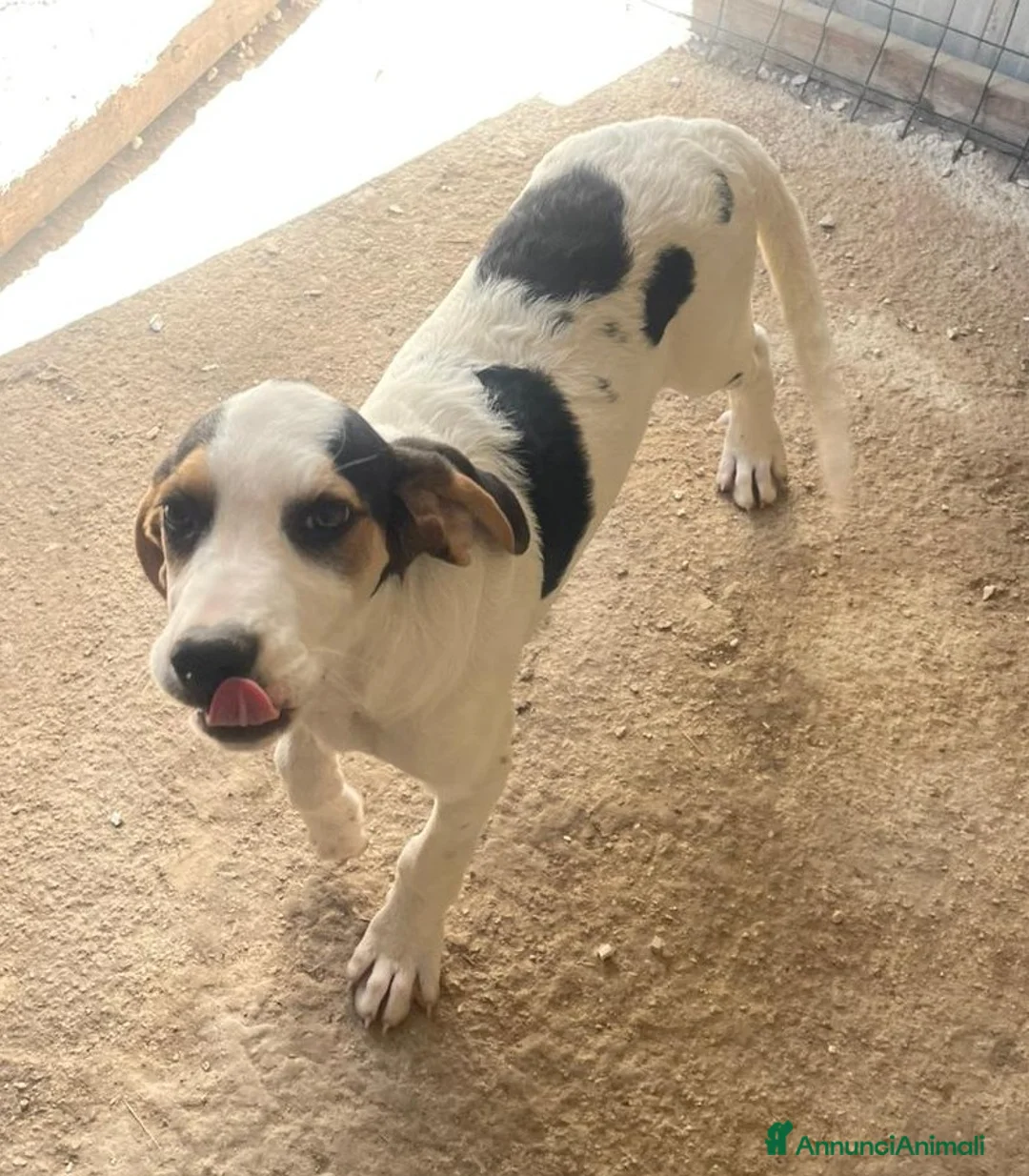 Meticcio cani in regalo: LA PICCOLA E TENERA SELENE - Annuncio 1