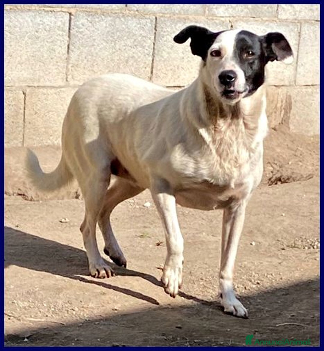 Meticcio cani in regalo: MASCIA bella e particolare!Timidina tg mediopicc. - Annuncio 5