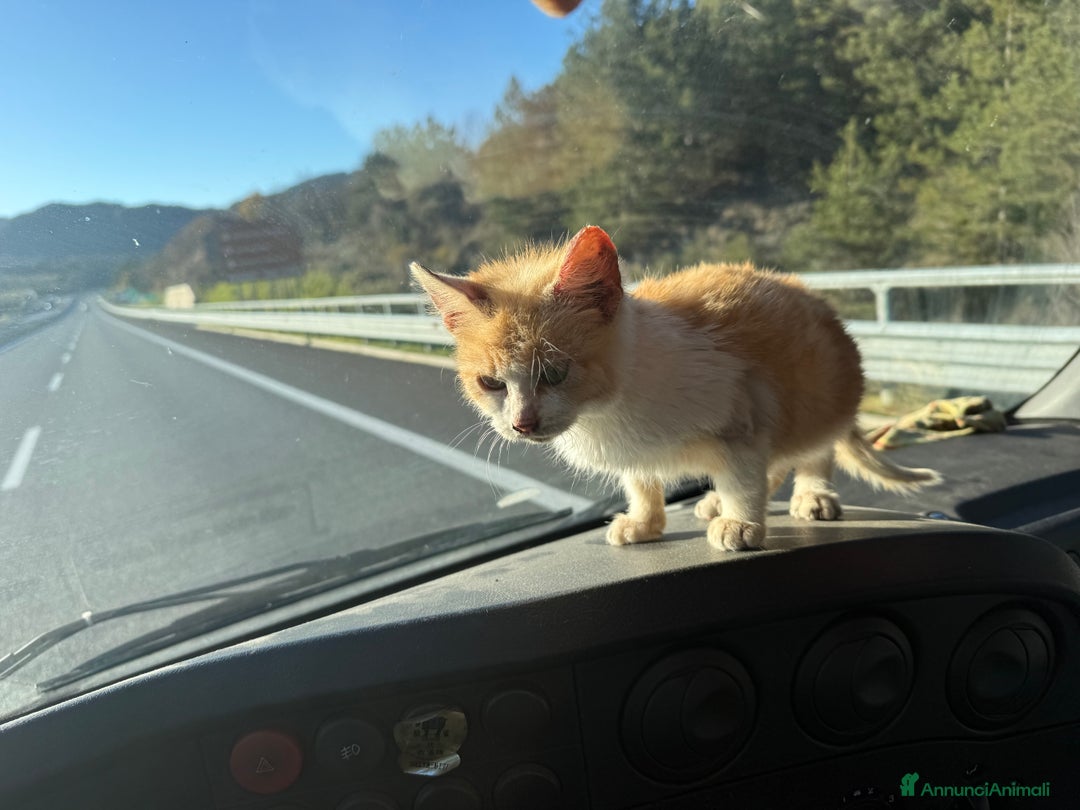 Europeo gatti in regalo: Gattini rossi trovatelli  - Annuncio 3