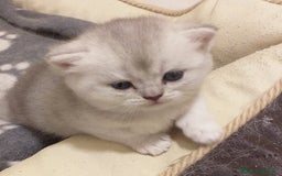 British gatti in vendita: Cuccioli British/Scottish  - Immagine 2