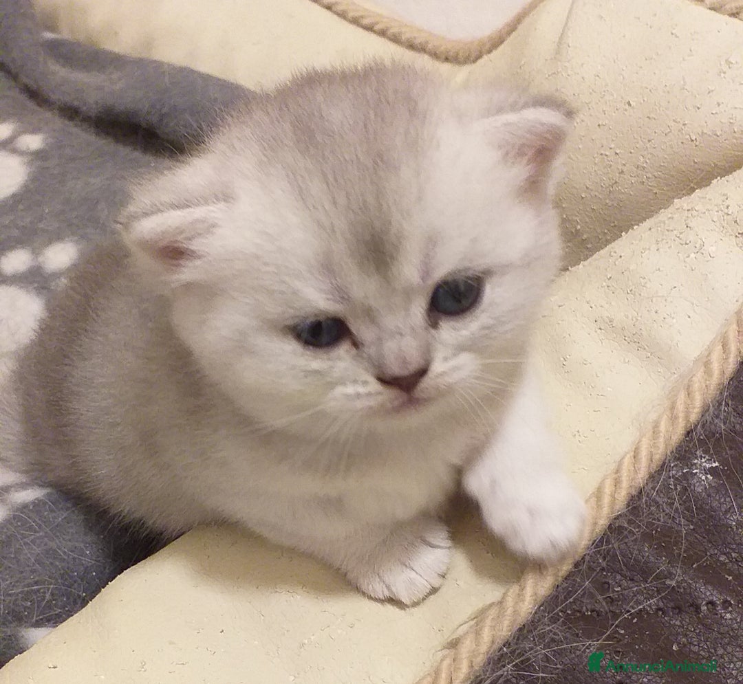 British gatti in vendita: Cuccioli British/Scottish  - Annuncio 2