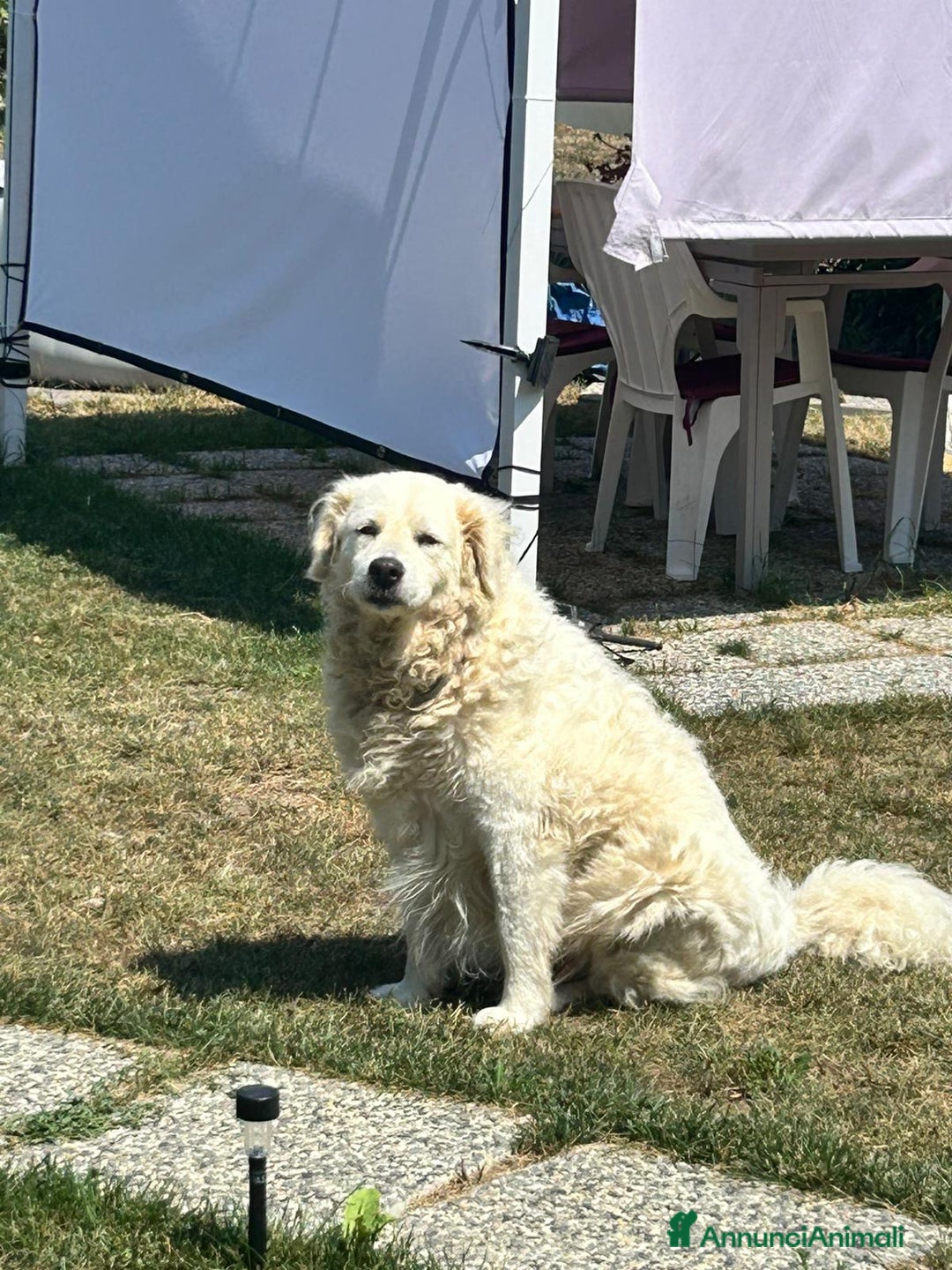 Meticcio cani in regalo: Fiammotta: pastora giovane, bella e fiera - Annuncio 1